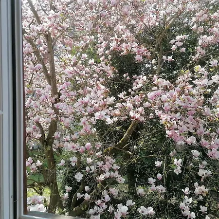 Maison Kobold Xvie Siecle Apartament Wissembourg